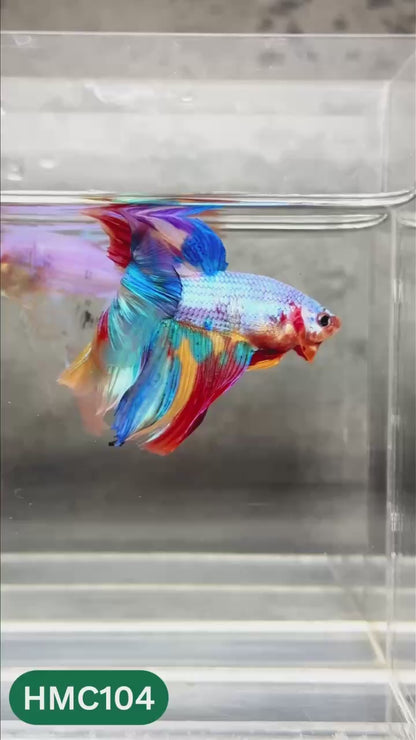 Multicolor Halfmoon Male Betta Fish | High Grade | Order Directly From Farm |  You Pick Fish |
