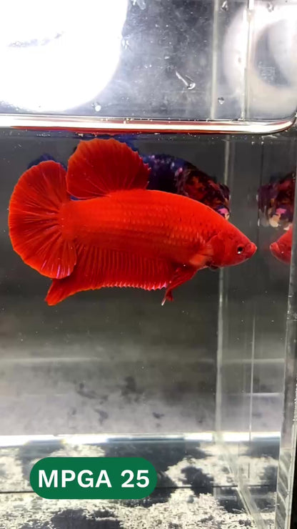 King Giant Plakat Male Betta Fish | You Pick Fish | High Grade