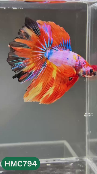 Nemo Halfmoon Male Betta Fish | Order Directly From Farm | You Pick Fish