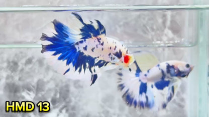 Blue Marble Dot Halfmoon Male Betta Fish | Order Directly From Farm | You Pick Fish