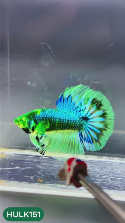 Black Hulk Halfmoon Male Betta Fish | You Pick Fish