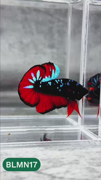 Dark Flame Hellfire Plakat Male Betta Fish | You Pick Fish | Rare Betta