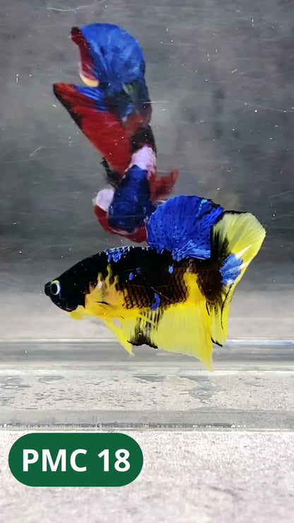 Multicolor Plakat Male Betta Fish |Show Grade|  You Pick Fish