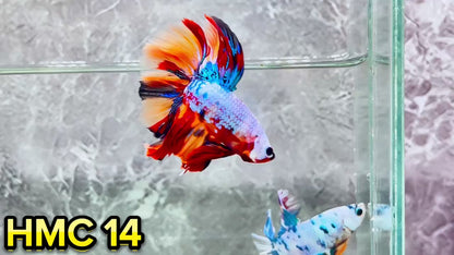 Multicolor Halfmoon Male Betta Fish | High Grade | Order Directly From Farm|  You Pick Fish |