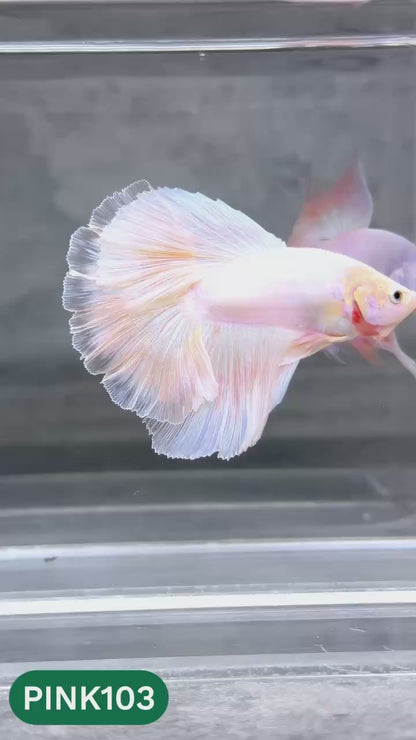 Pink Halfmoon Male Betta Fish | You Pick Fish | Order Directly From Farm