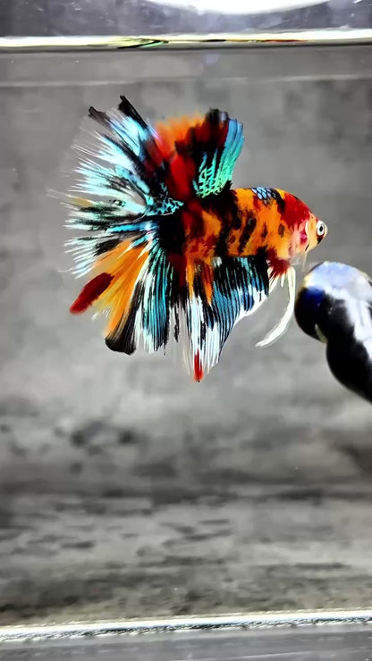 Multicolor Halfmoon Male Betta Fish | High Grade | Order Directly From Farm |  You Pick Fish |