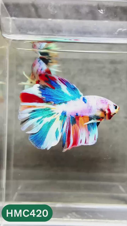 Multicolor Halfmoon Male Betta Fish | Order Directly From Farm | You Pick Fish