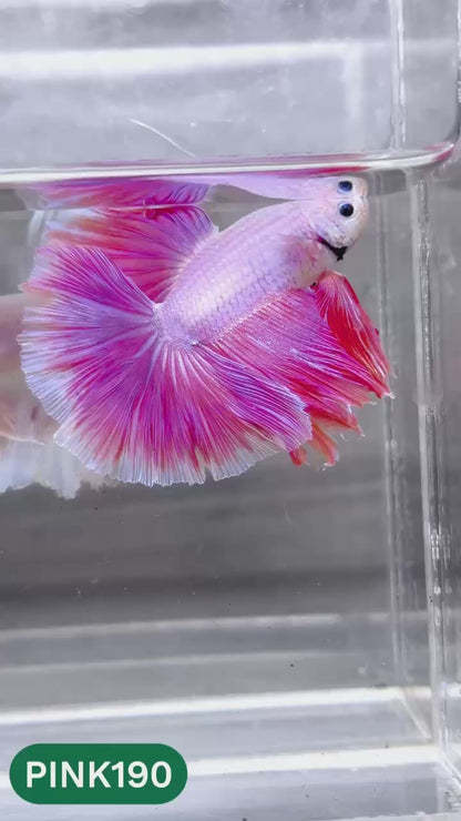 Pink Halfmoon Male Betta Fish | You Pick Fish | Order Directly From Farm