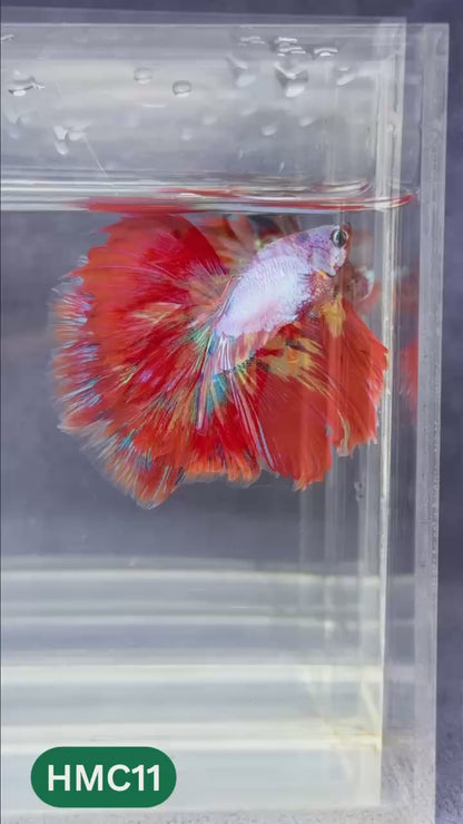 Multicolor Halfmoon Male Betta Fish | Order Directly From Farm | You Pick Fish