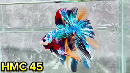 Multicolor Halfmoon Male Betta Fish | High Grade | Order Directly From Farm|  You Pick Fish |