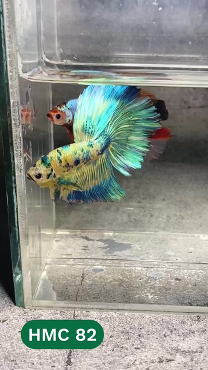 Multicolor Halfmoon Male Betta Fish | High Grade | Order Directly From Farm |  You Pick Fish |