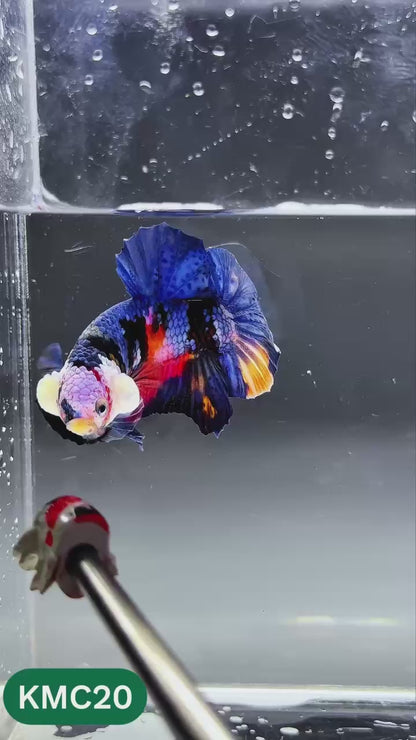 Multicolor Yellow Base Plakat Male Betta Fish | Order Directly From Farm |  You Pick Fish
