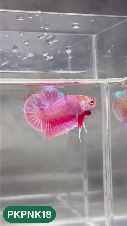 Pink Plakat Male Betta Fish | You Pick Fish | Rare Color