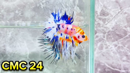 Crowntail Multicolor Male Betta Fish | High Grade | You Pick Fish |