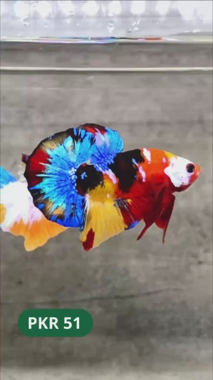 Multicolor Yellow Base Plakat Male Betta Fish | Order Directly From Farm |  You Pick Fish