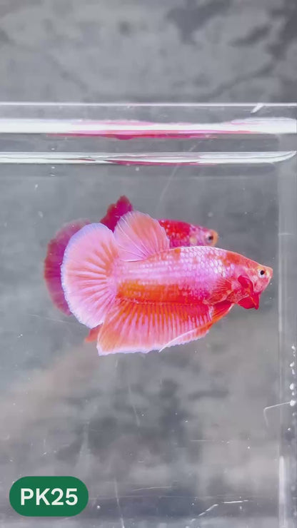 Pink Plakat Male Betta Fish | You Pick Fish | Rare Color