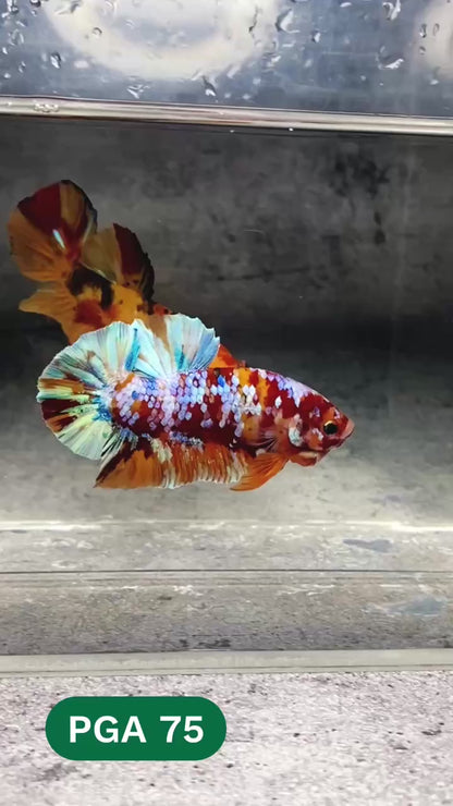 King Giant Plakat Male Betta Fish | You Pick Fish | High Grade