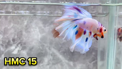 Multicolor Halfmoon Male Betta Fish | High Grade | Order Directly From Farm|  You Pick Fish |