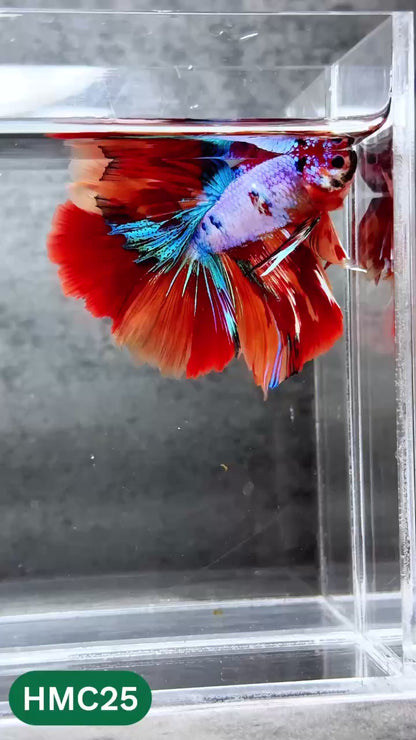 Multicolor Halfmoon Male Betta Fish | High Grade | Order Directly From Farm |  You Pick Fish |