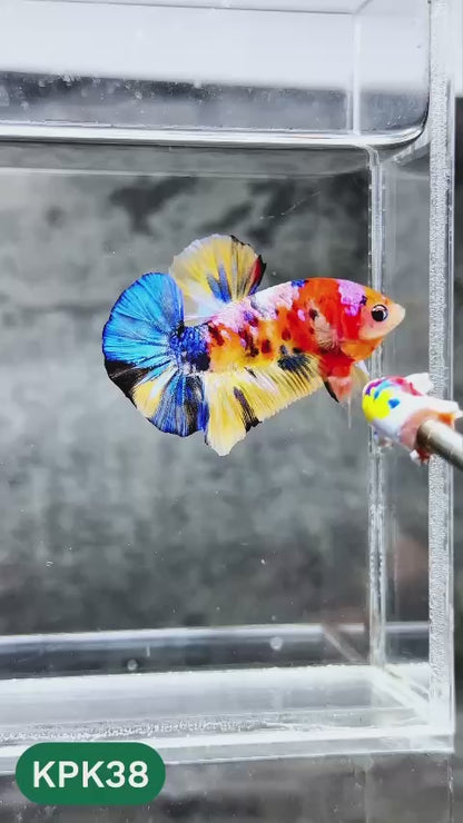 Multicolor Plakat Male Betta Fish |Show Grade|  You Pick Fish