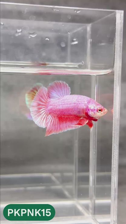 Pink Plakat Male Betta Fish | You Pick Fish | Rare Color
