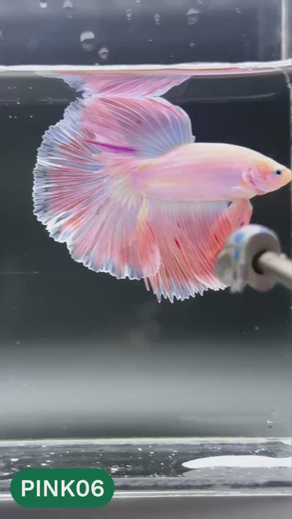 Pink Halfmoon Male Betta Fish | You Pick Fish | Order Directly From Farm