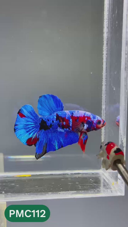 Multicolor Plakat Male Betta Fish |Show Grade|  You Pick Fish