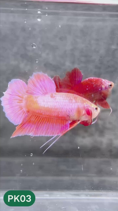 Pink Plakat Male Betta Fish | You Pick Fish | Rare Color