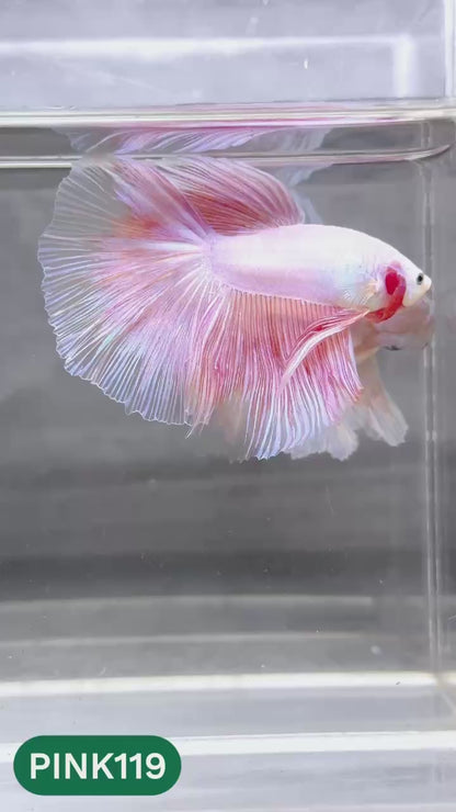Pink Halfmoon Male Betta Fish | You Pick Fish | Order Directly From Farm