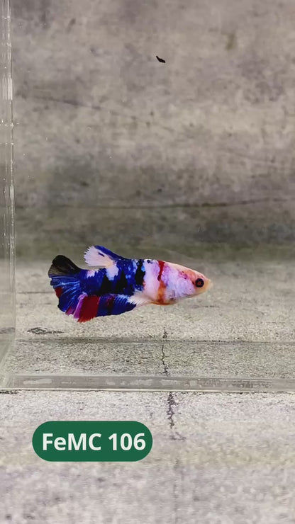 Multicolor Female Betta Fish | You Pick Fish | High Grade