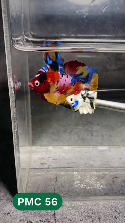 Multicolor Plakat Male Betta Fish |Show Grade|  You Pick Fish