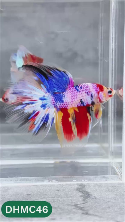 Multicolor Halfmoon Male Betta Fish | Order Directly From Farm | You Pick Fish