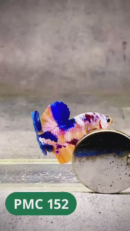 Multicolor Plakat Male Betta Fish |Show Grade|  You Pick Fish