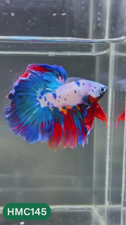 Multicolor Halfmoon Male Betta Fish | Order Directly From Farm | You Pick Fish