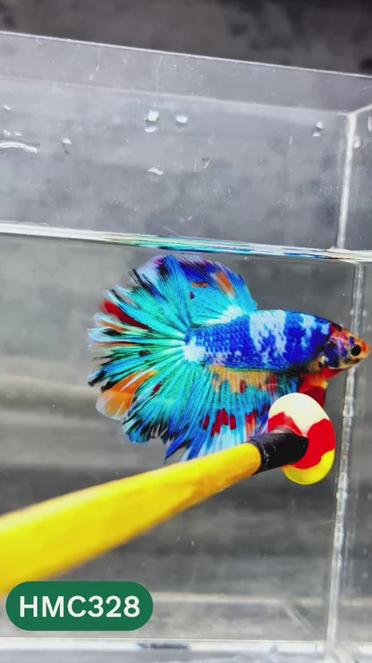 Multicolor Halfmoon Male Betta Fish | High Grade | Order Directly From Farm |  You Pick Fish |