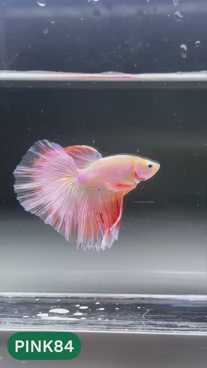 Pink Halfmoon Male Betta Fish | You Pick Fish | Order Directly From Farm
