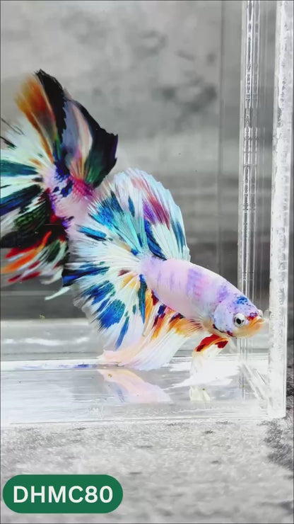 Multicolor Halfmoon Male Betta Fish | Order Directly From Farm | You Pick Fish