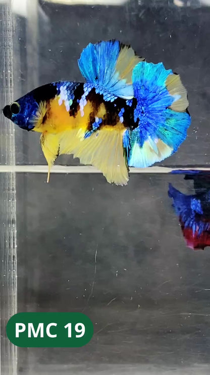 Multicolor Plakat Male Betta Fish |Show Grade|  You Pick Fish