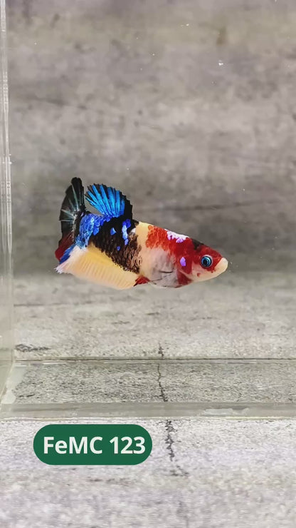 Multicolor Female Betta Fish | You Pick Fish | High Grade