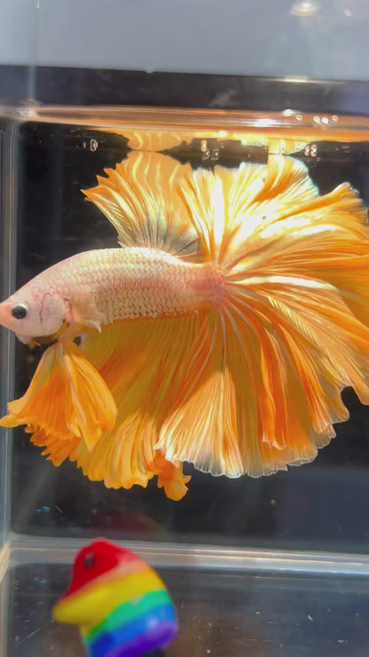Yellow Dragon Halfmoon Male Betta Fish