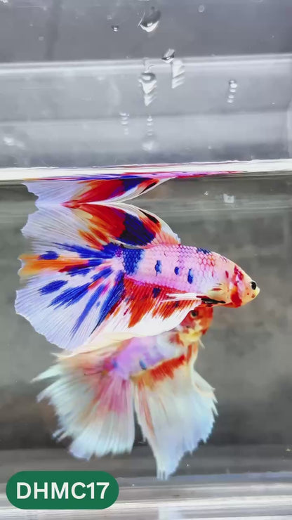 Multicolor Halfmoon Male Betta Fish | High Grade | Order Directly From Farm |  You Pick Fish |