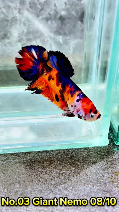 King Giant Plakat Male Betta Fish | You Pick Fish | High Grade