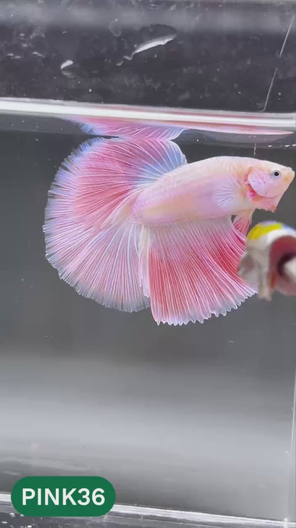Pink Halfmoon Male Betta Fish | You Pick Fish | Order Directly From Farm