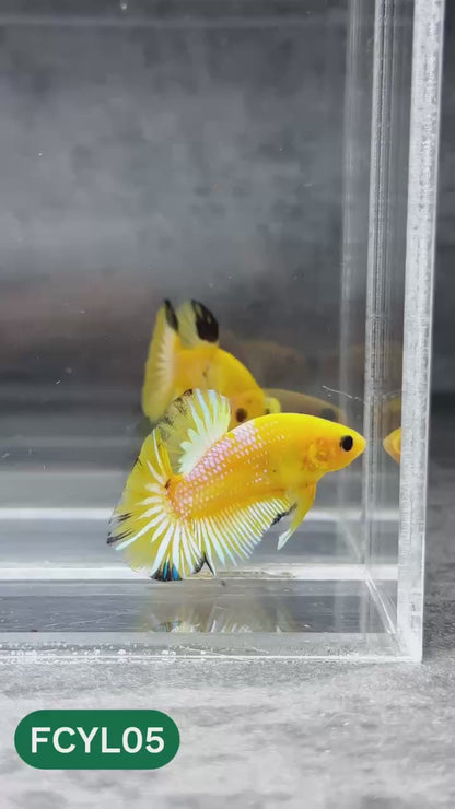 Yellow Fancy Male Betta Fish | Order Directly From Farm | You Pick Fish