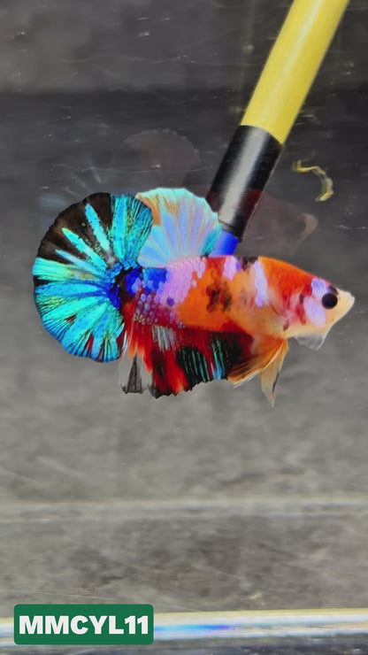 Multicolor Yellow Base Plakat Male Betta Fish | Order Directly From Farm|  You Pick Fish