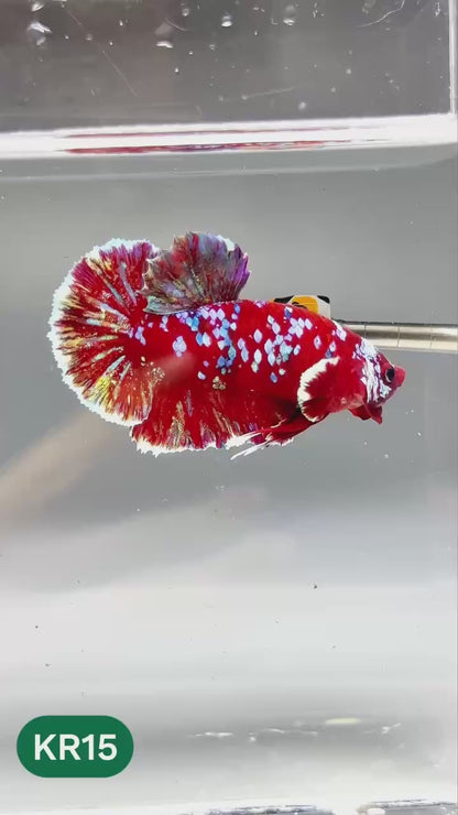 Golden Star Dust Galaxy Plakat Male Betta Fish | Super Rare | You Pick Fish