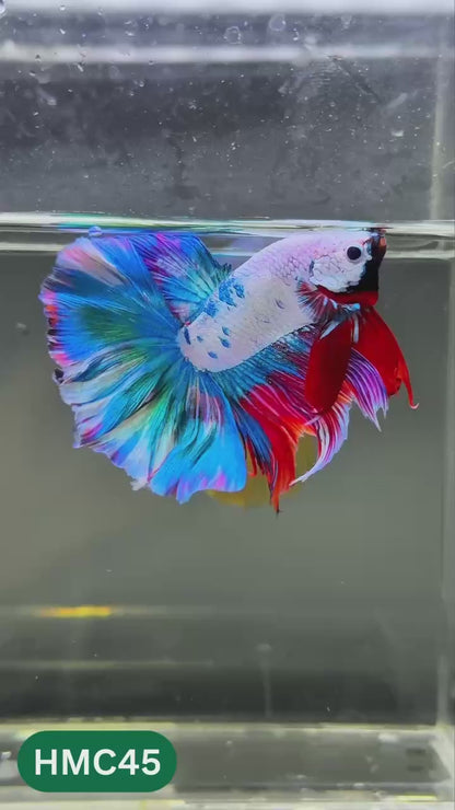 Multicolor Halfmoon Male Betta Fish | High Grade | Order Directly From Farm |  You Pick Fish |