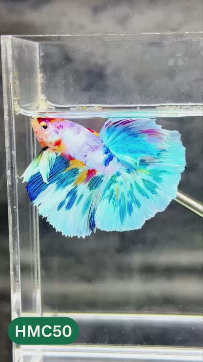 Multicolor Halfmoon Male Betta Fish | High Grade | Order Directly From Farm |  You Pick Fish |