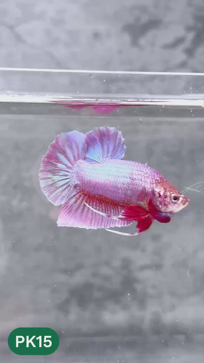 Pink Plakat Male Betta Fish | You Pick Fish | Rare Color