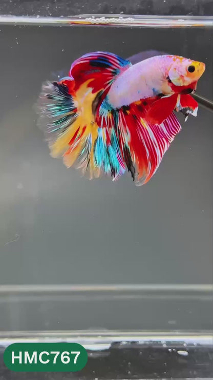 Nemo Halfmoon Male Betta Fish | Order Directly From Farm | You Pick Fish